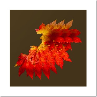 Autumnal fire colored leaves Posters and Art